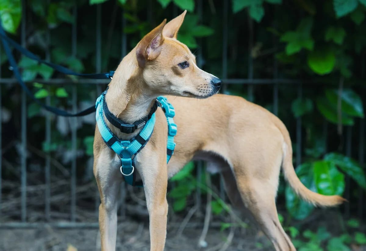 Nacho, male Mixed Breed for adoption at Städtisches Tierheim Duisburg, Duisburg