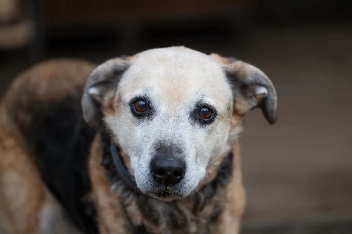 Ronja, female Mixed Breed for adoption at Städtisches Tierheim Duisburg, Duisburg