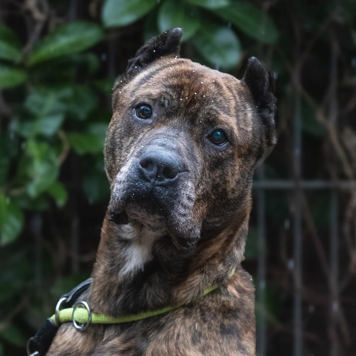 Pablo, male Mixed Breed for adoption at Städtisches Tierheim Duisburg, Duisburg