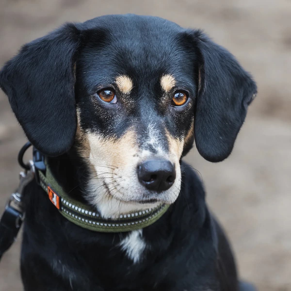 Wynter, female Mixed Breed for adoption at Städtisches Tierheim Duisburg, Duisburg