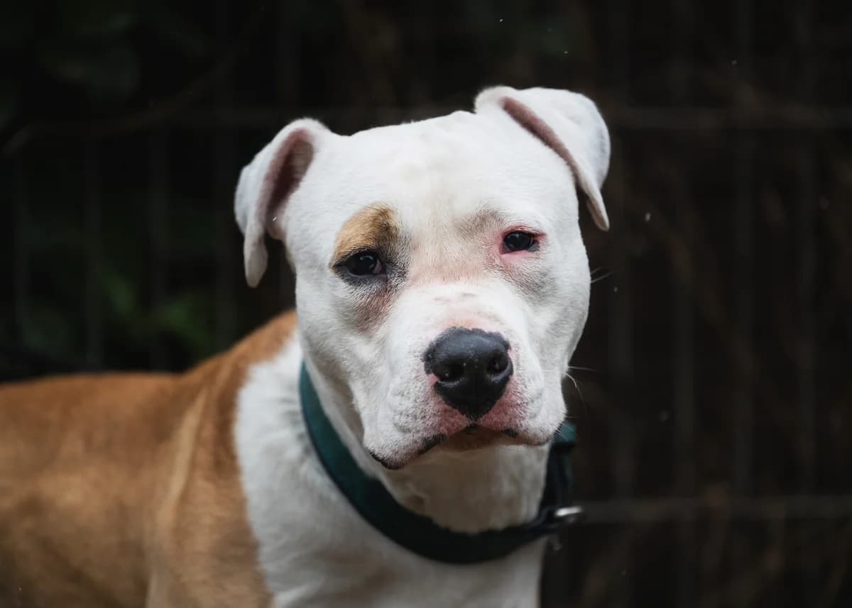 Rocky, female Mixed Breed for adoption at Städtisches Tierheim Duisburg, Duisburg