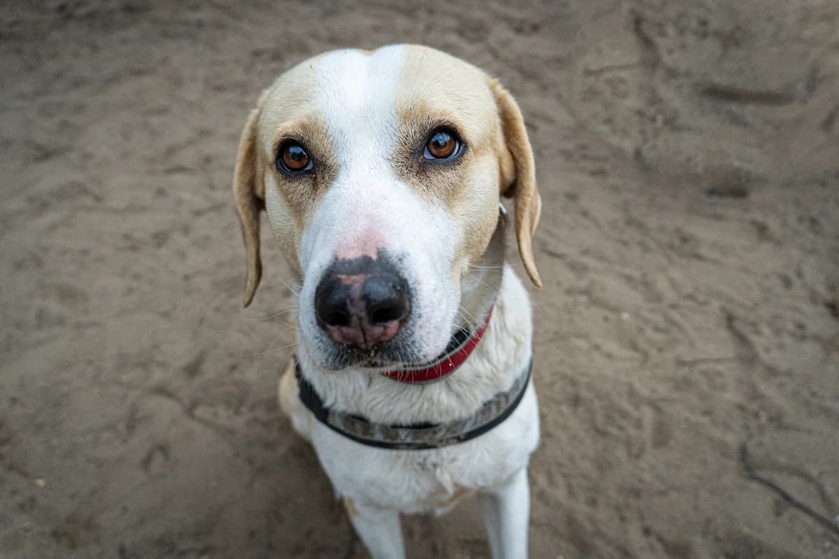 Enya, female Mixed Breed for adoption at Städtisches Tierheim Duisburg, Duisburg