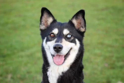 Naomi, female Mixed Breed for adoption at Städtisches Tierheim Duisburg, Duisburg