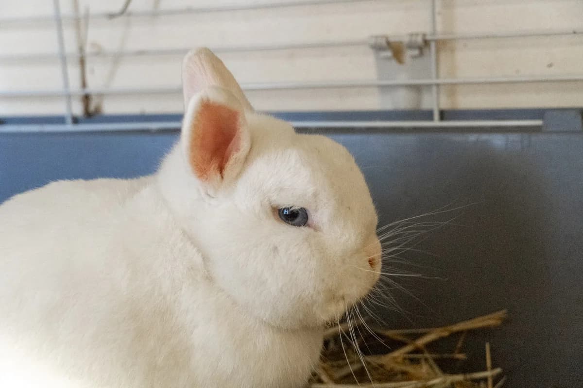 Mochi, mixed breed for adoption at Städtisches Tierheim Duisburg, Duisburg