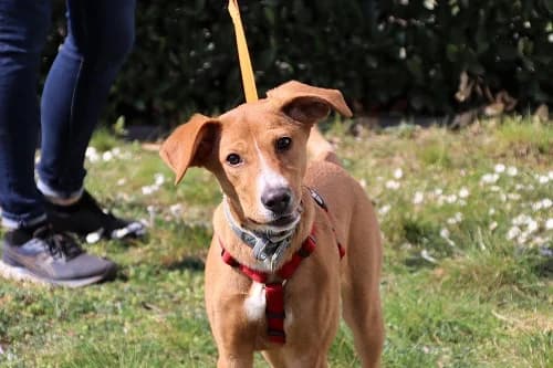 Tessa TH 12467, female Mixed Breed for adoption at Städtisches Tierheim Duisburg, Duisburg