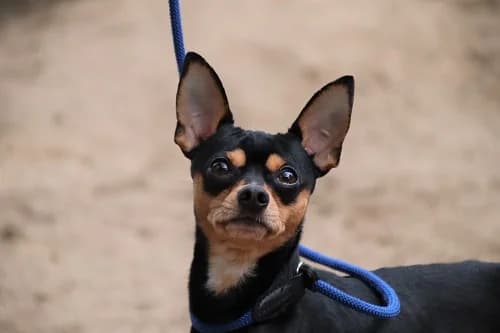 Boomer, male Mixed Breed for adoption at Städtisches Tierheim Duisburg, Duisburg