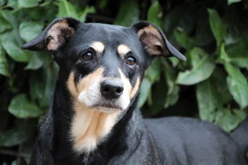 Susi 11094, female Mixed Breed for adoption at Städtisches Tierheim Duisburg, Duisburg