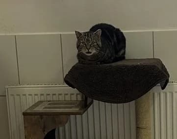 Tiger, female senior Mixed Breed for adoption at Tierheim Eckertal / Tierschutzverein Bad Harzburg