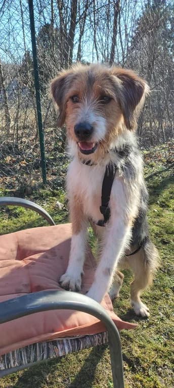 Samanta, female senior Mixed Breed for adoption at Tierheim Eckertal / Tierschutzverein Bad Harzburg