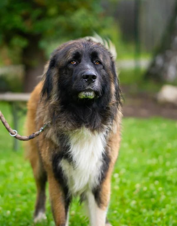 Hektor, male 5yo mixed breed for adoption at Tierheim Eckertal / Tierschutzverein Bad Harzburg