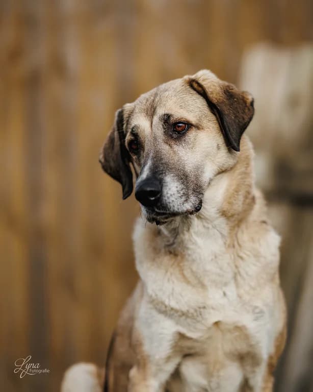 Sorgenkind Sammy sucht eine Pflege-oder Endstelle, female senior mixed breed for adoption at Tierheim Eckertal / Tierschutzverein Bad Harzburg