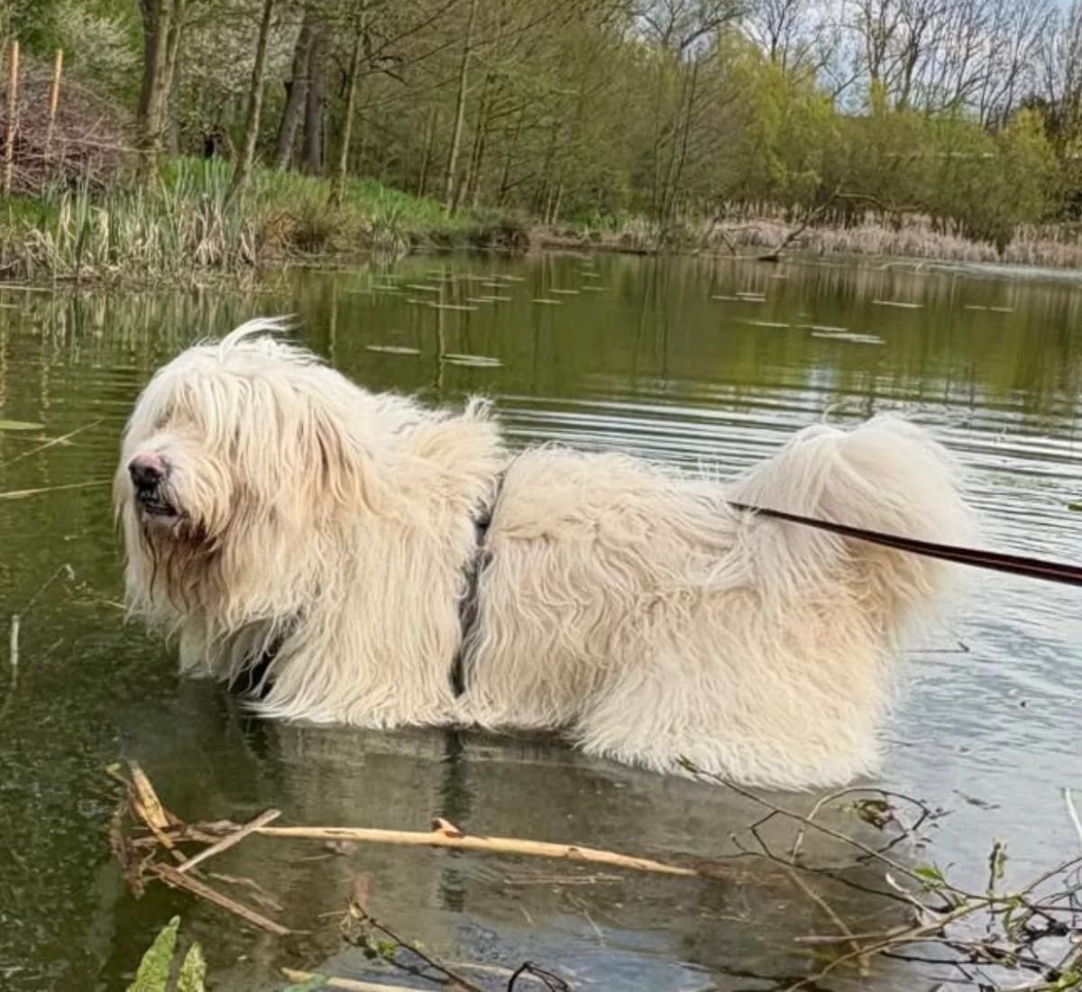 Ivo, female 4yo Romanian Shepherd for adoption at Tierheim Eisenach, Eisenach