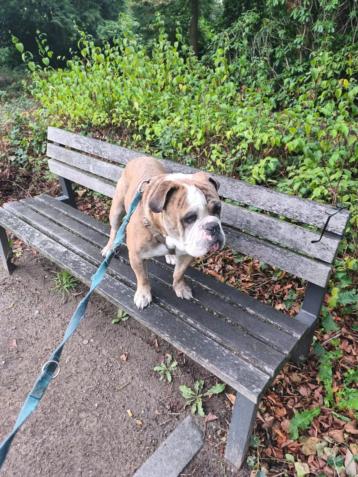 Relly, Mixed Breed for adoption at Tierheim Eisenach, Eisenach