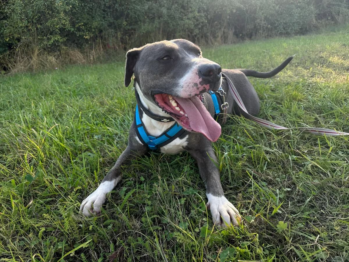 Helmut, 4yo Mixed Breed for adoption at Tierheim Eisenach, Eisenach