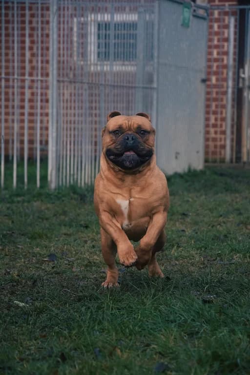 Edgar, male 7yo Akita for adoption at Tierheim Eisenberg / Tierschutzverein Saale-Holzland-Kreis