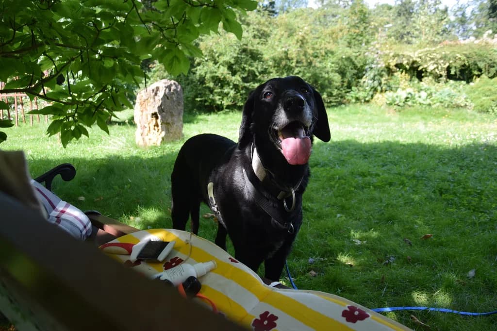 Puppa, female Labrador Retriever for adoption at Tierheim Eisenberg / Tierschutzverein Saale-Holzland-Kreis