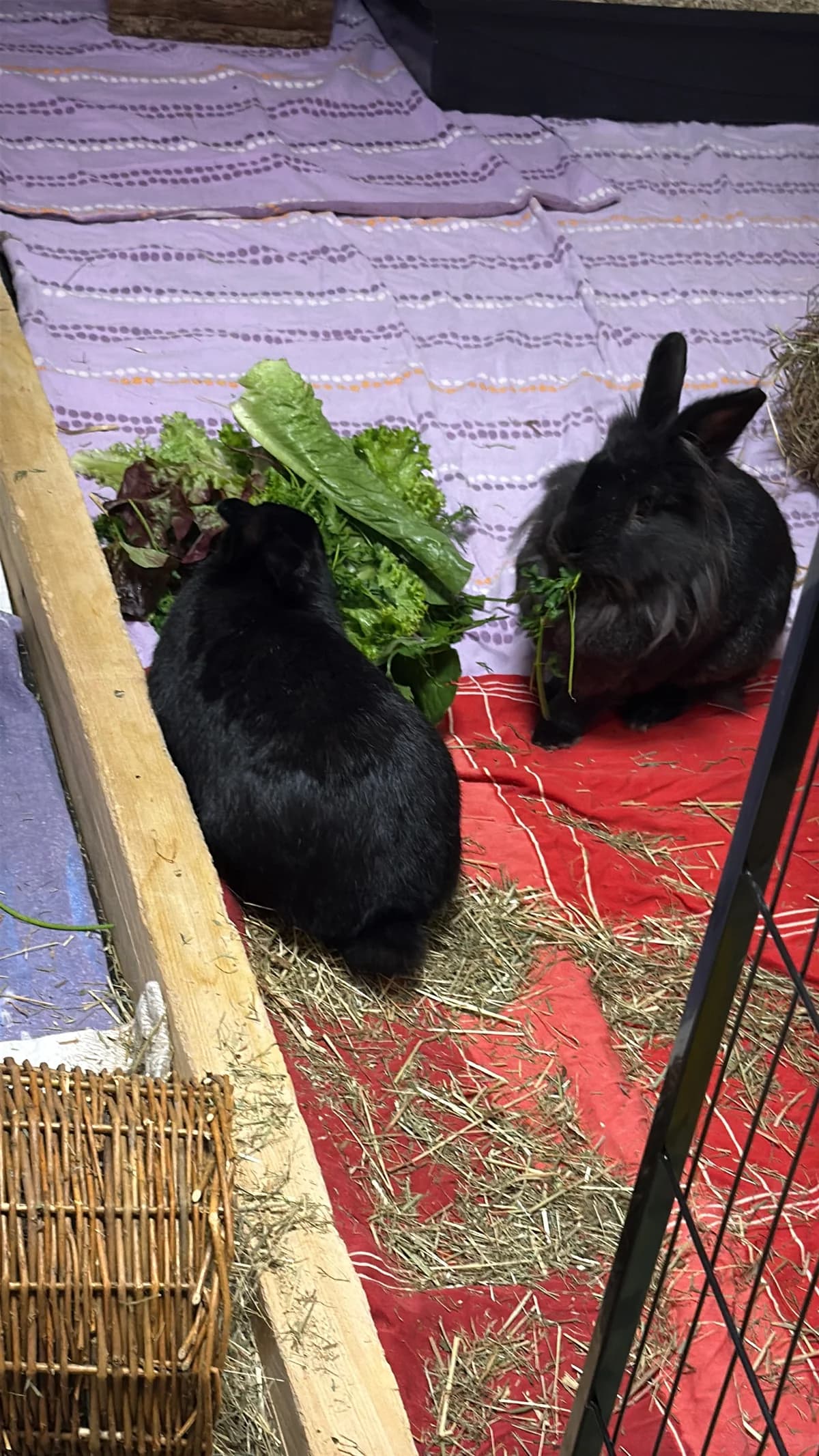 Fuchur (zusammen mit Fee), male 5yo mixed breed for adoption at BMT Tierheim Elisabethenhof