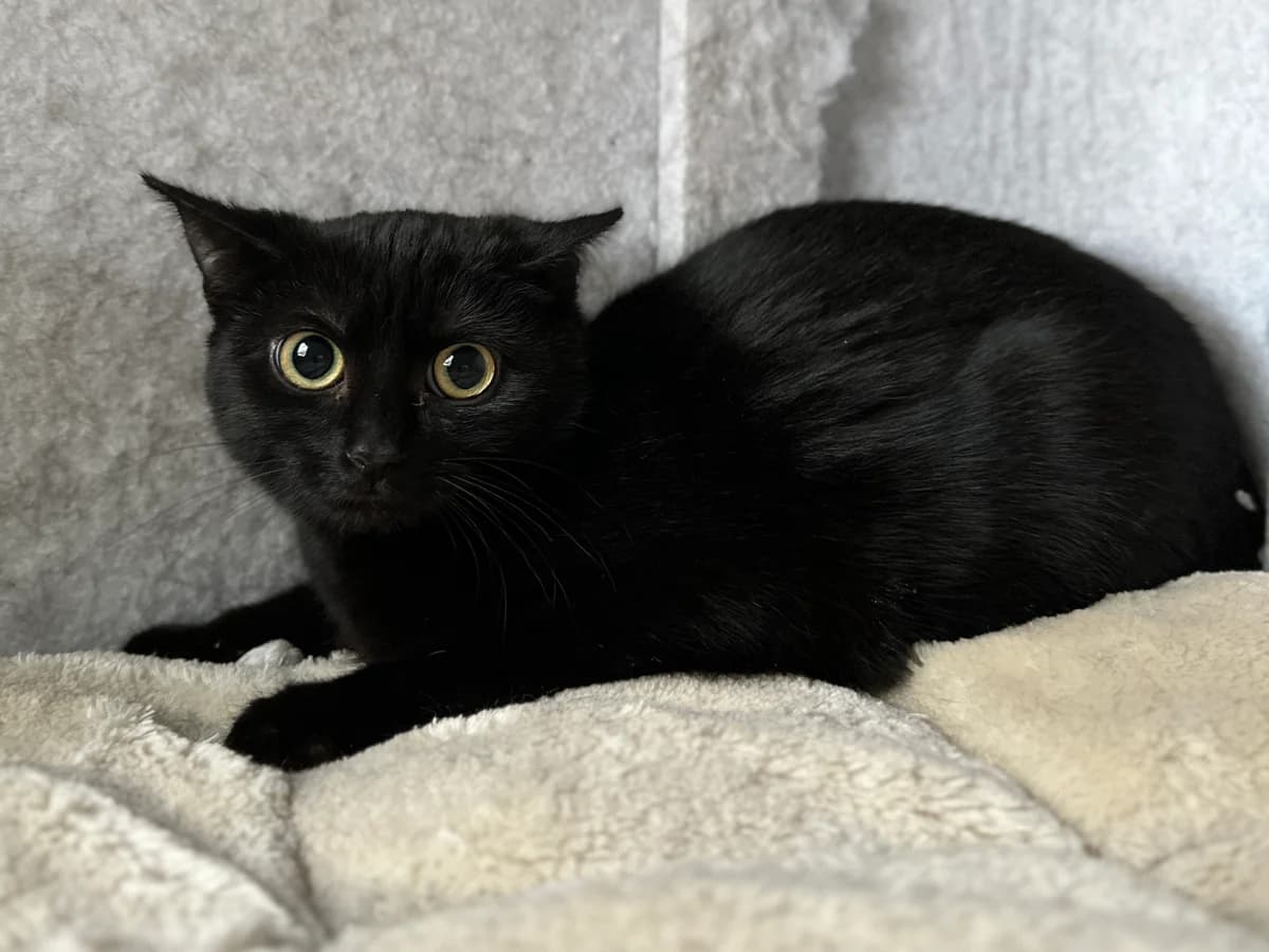 Soraya, female young European Shorthair for adoption at BMT Tierheim Elisabethenhof