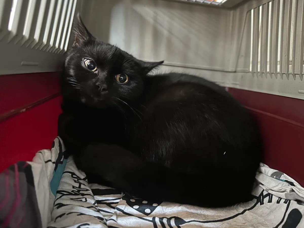 Suri, female young European Shorthair for adoption at BMT Tierheim Elisabethenhof