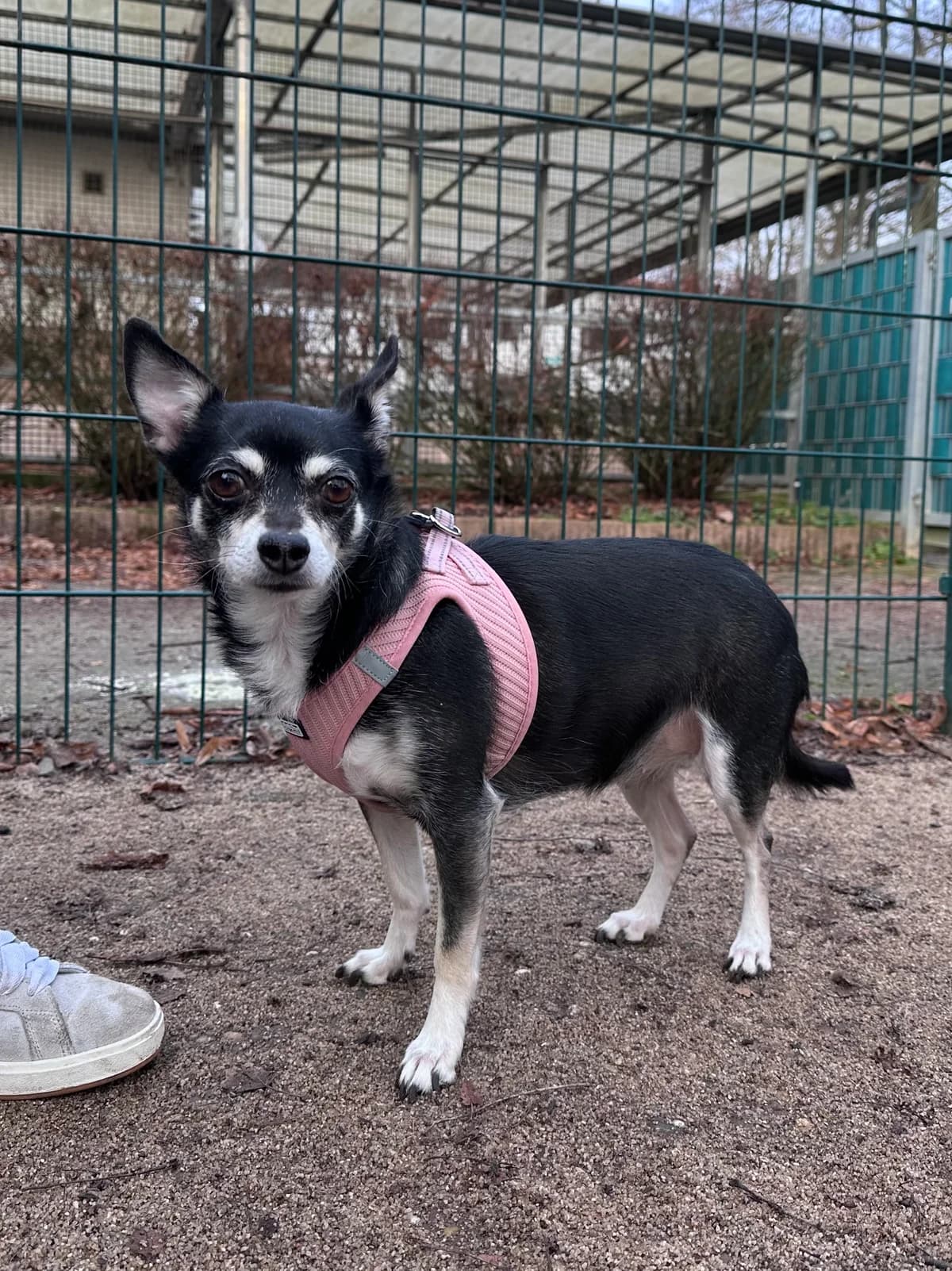 Anouk, female senior Chihuahua for adoption at BMT Tierheim Elisabethenhof