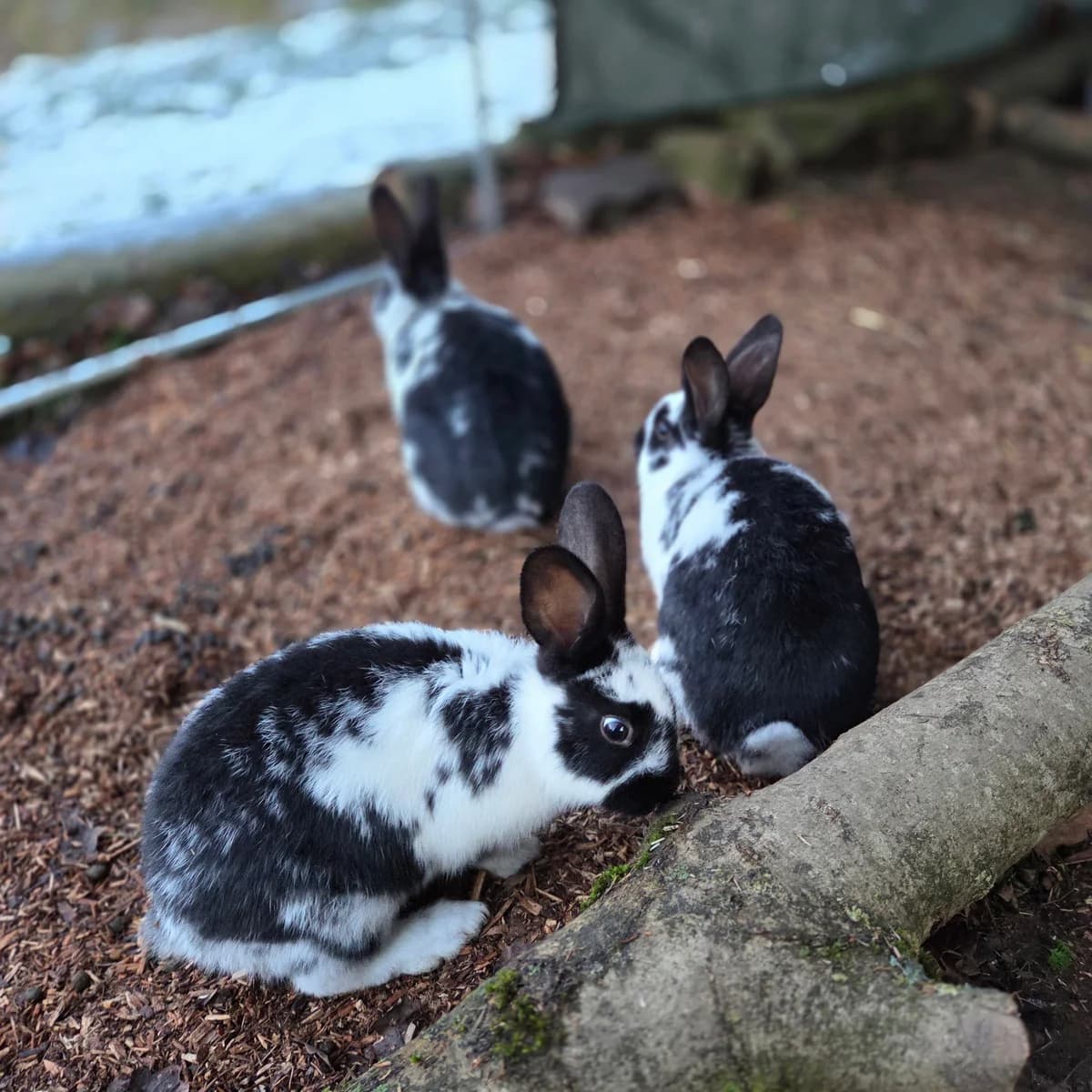 Ronja, female mixed breed for adoption at BMT Tierheim Elisabethenhof