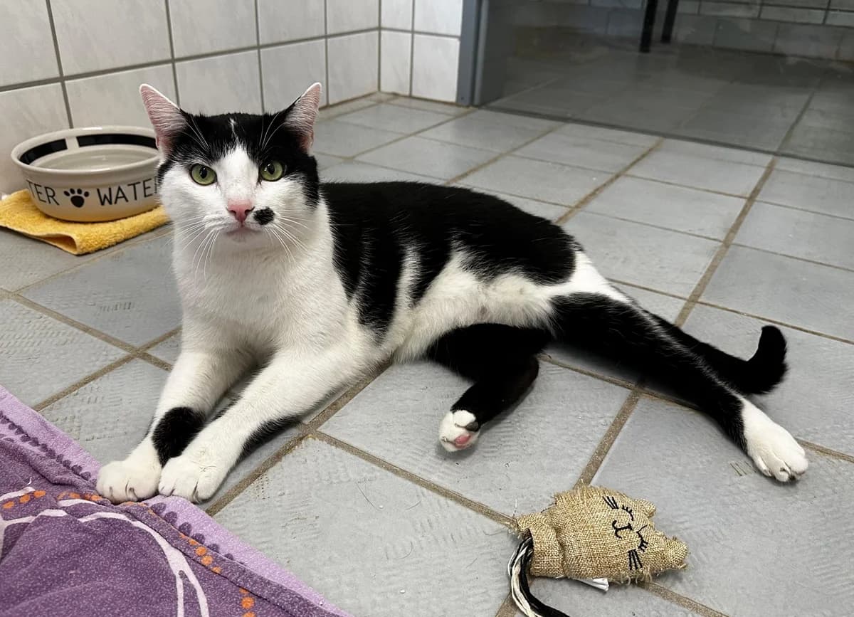 Muki (zusammen mit Tipsy und Baby), male senior European Shorthair for adoption at BMT Tierheim Elisabethenhof