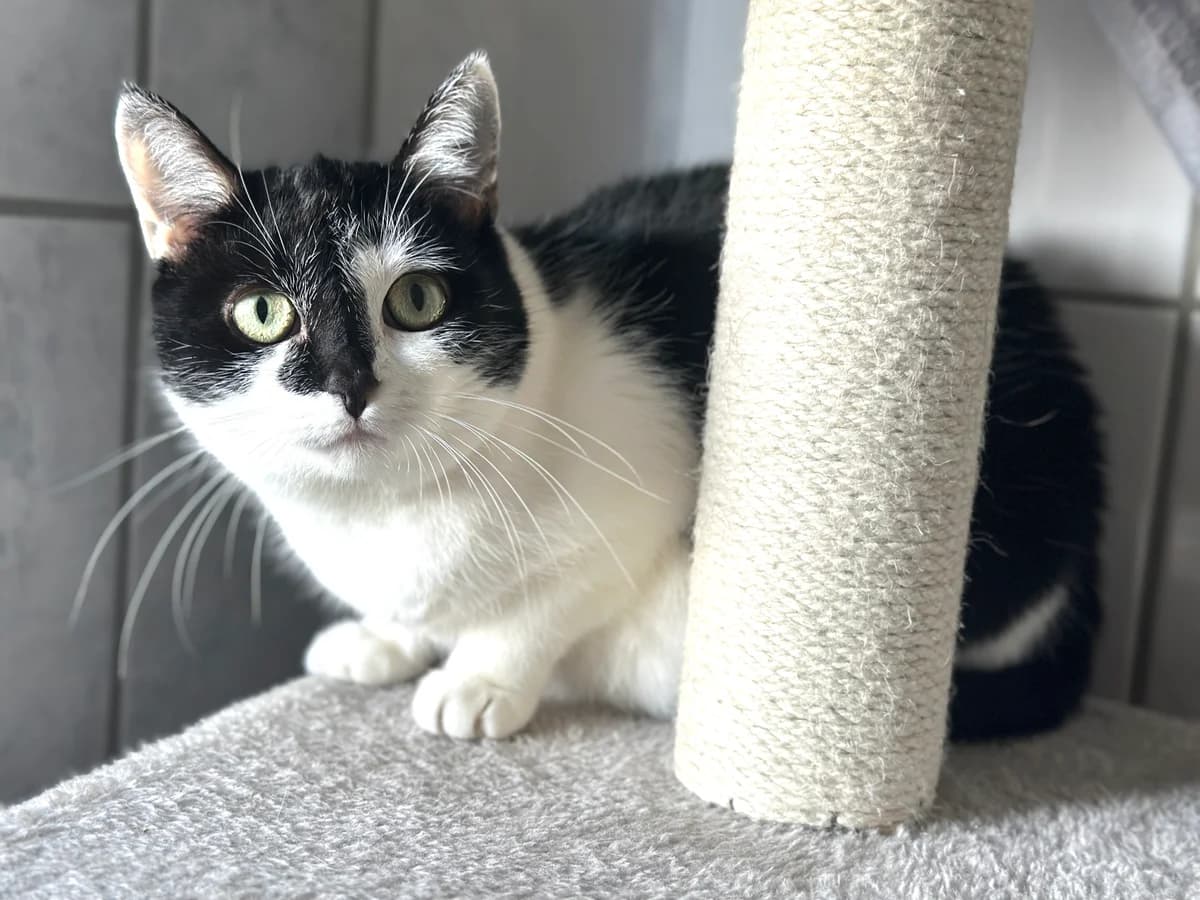 Baby (zusammen mit Tipsy und Muki), female 7yo European Shorthair for adoption at BMT Tierheim Elisabethenhof