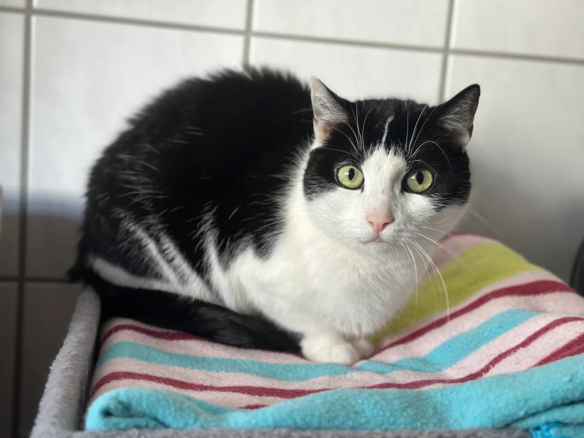 Tipsy (zusammen mit Muki und Baby), female senior European Shorthair for adoption at BMT Tierheim Elisabethenhof