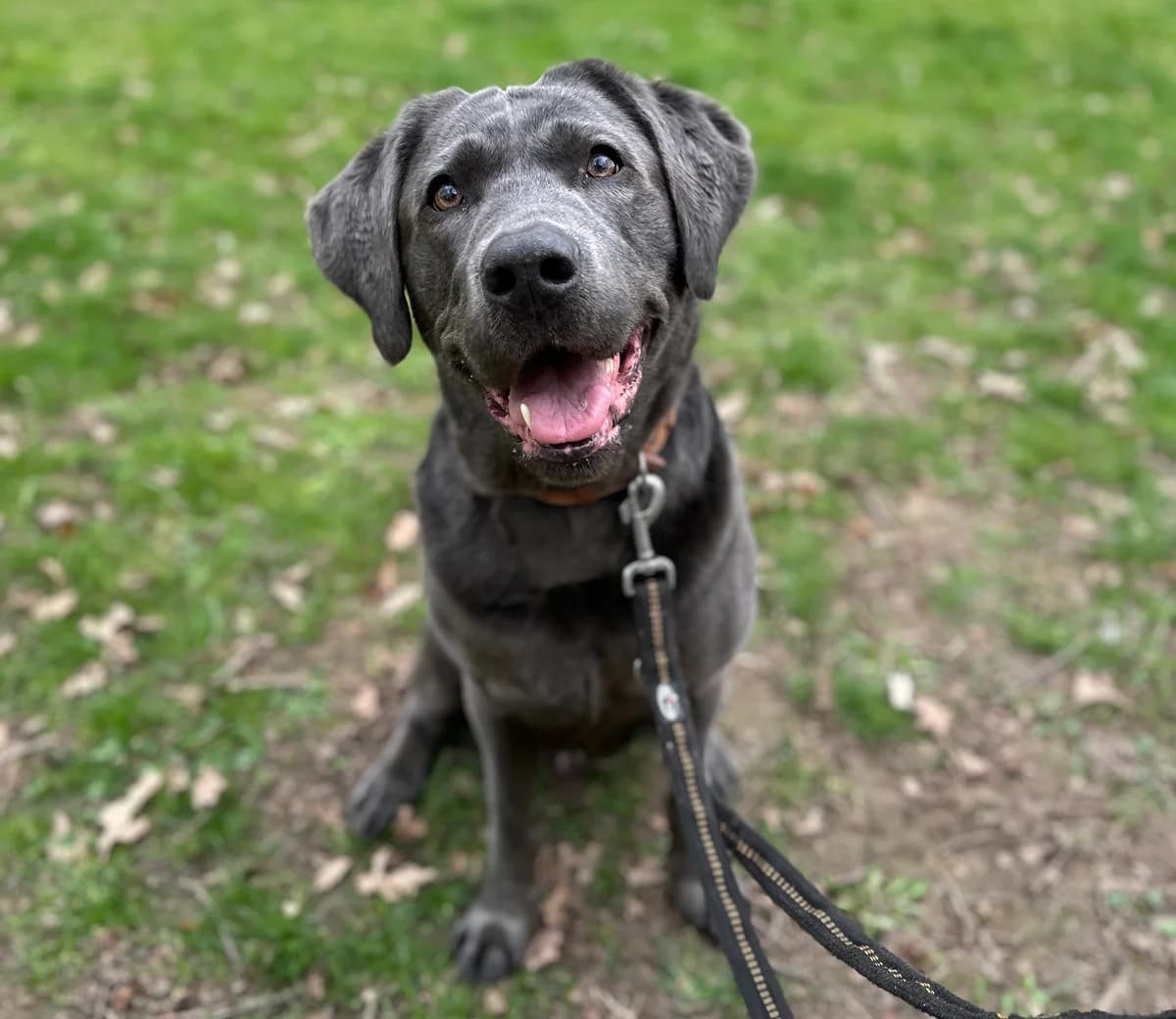 Bandit, male senior Labrador Retriever for adoption at BMT Tierheim Elisabethenhof