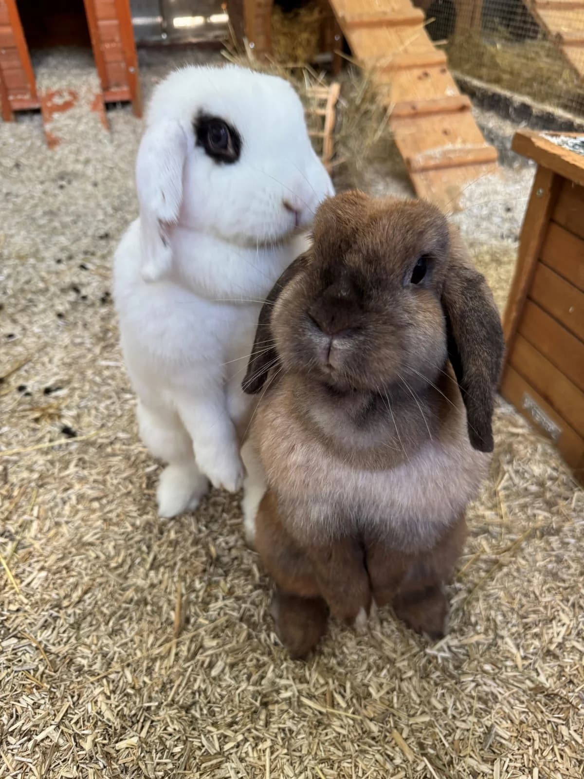 Nubia (zusammen mit Hazel & Goldie), female 5yo mixed breed for adoption at BMT Tierheim Elisabethenhof