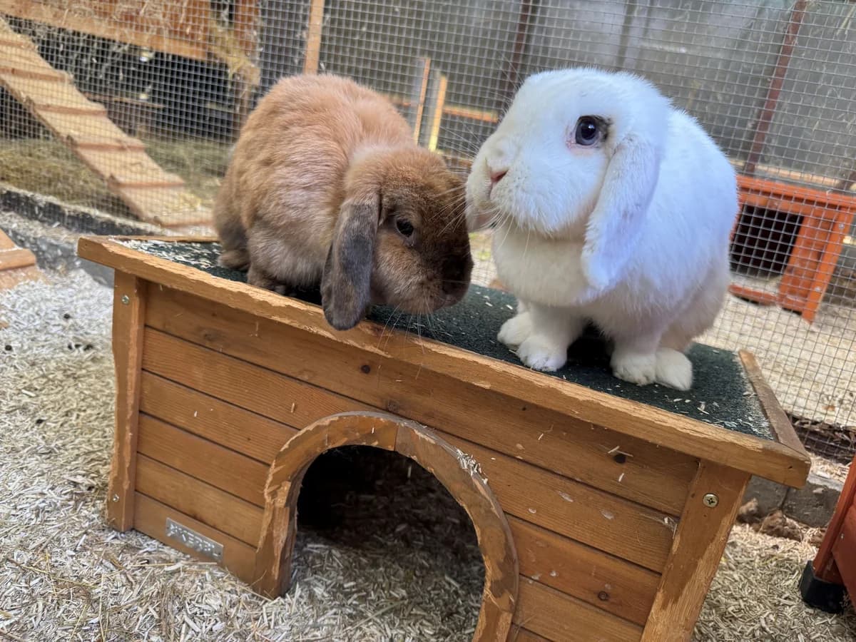 Hazel (zusammen mit Nubia & Goldie), female 5yo mixed breed for adoption at BMT Tierheim Elisabethenhof