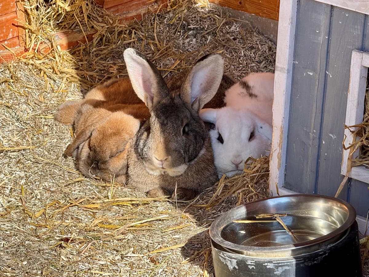 Goldie (zusammen mit Nubia & Hazel), male young mixed breed for adoption at BMT Tierheim Elisabethenhof