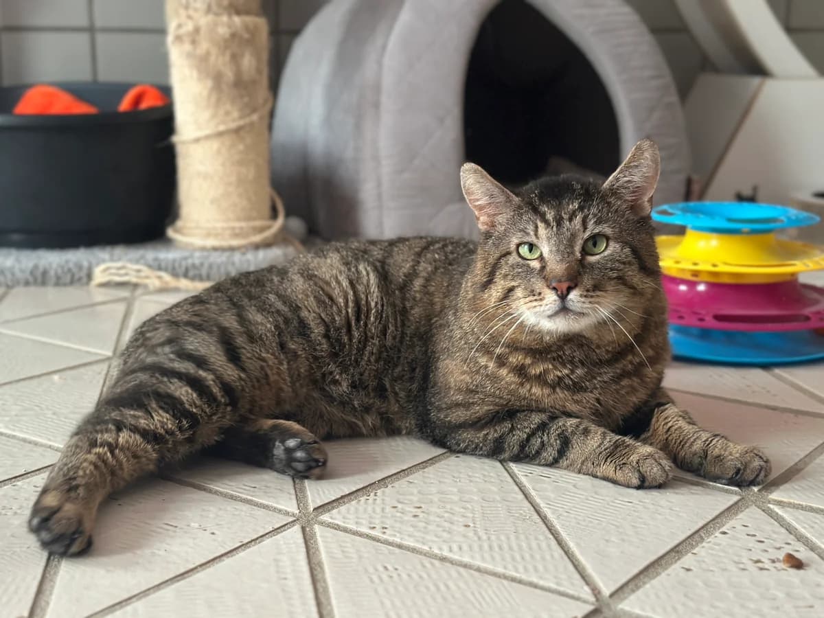 Izzy (zusammen mit Liv), male 6yo European Shorthair for adoption at BMT Tierheim Elisabethenhof