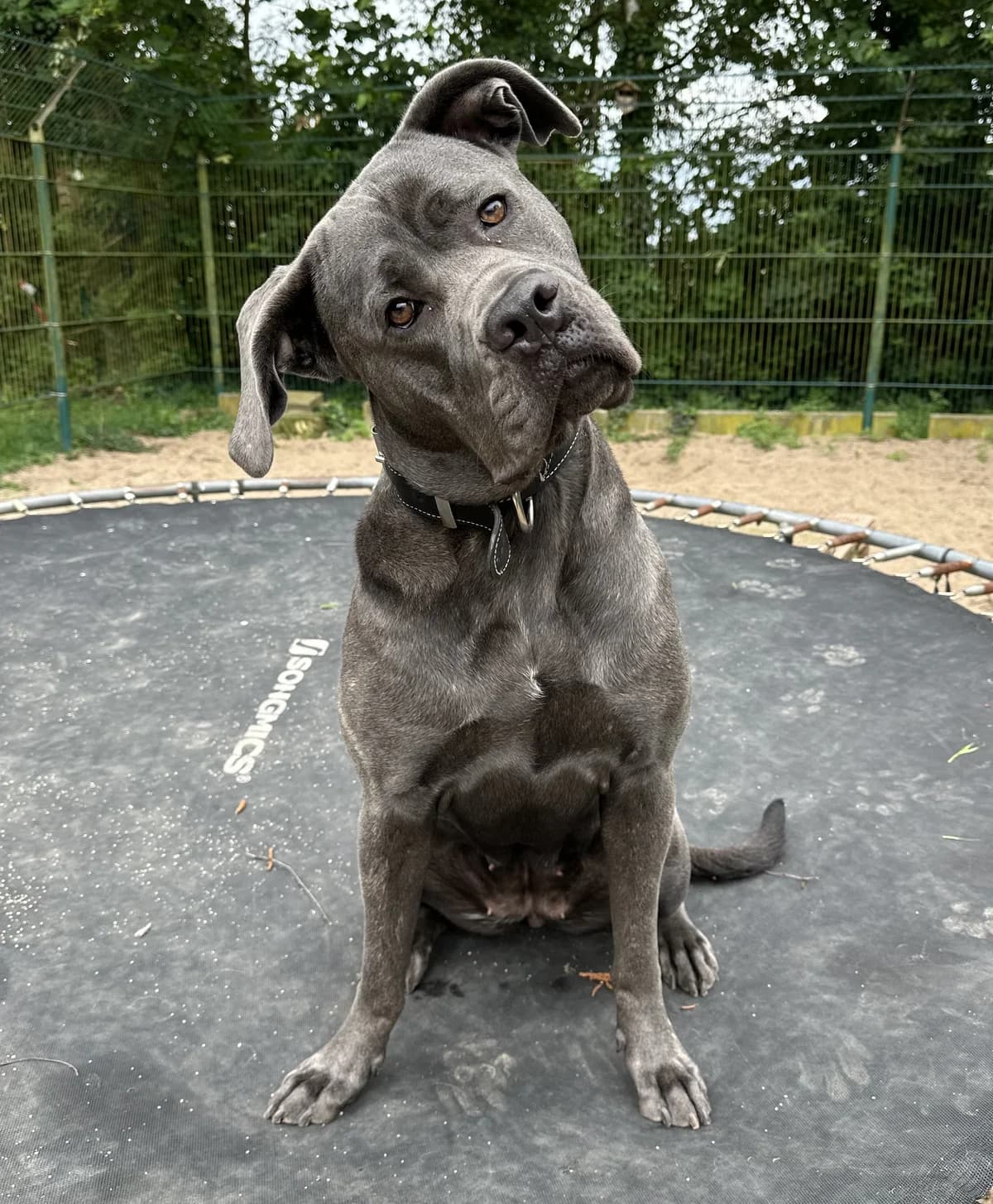 Kayla, female young Cane Corso for adoption at BMT Tierheim Elisabethenhof