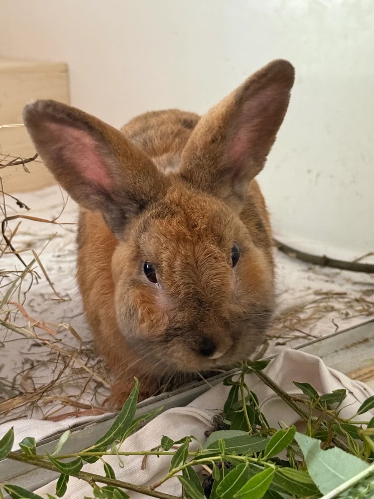 Elb, male young mixed breed for adoption at BMT Tierheim Elisabethenhof