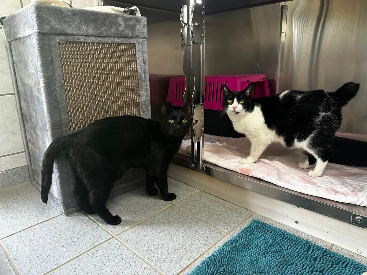 Nelly (zusammen mit Felix), schwarz female senior European Shorthair for adoption at BMT Tierheim Elisabethenhof