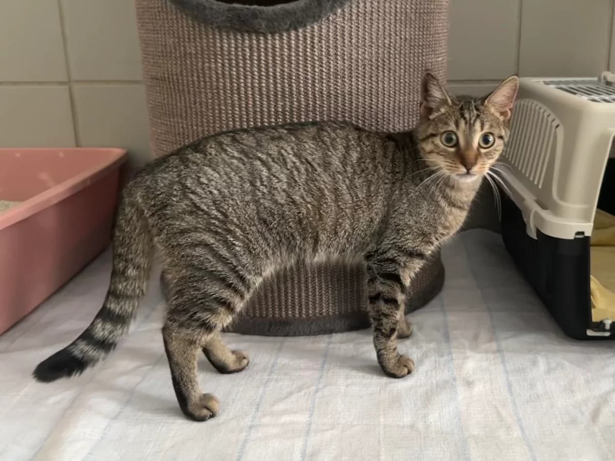 Ramea (Einzelkatze), female young European Shorthair for adoption at BMT Tierheim Elisabethenhof