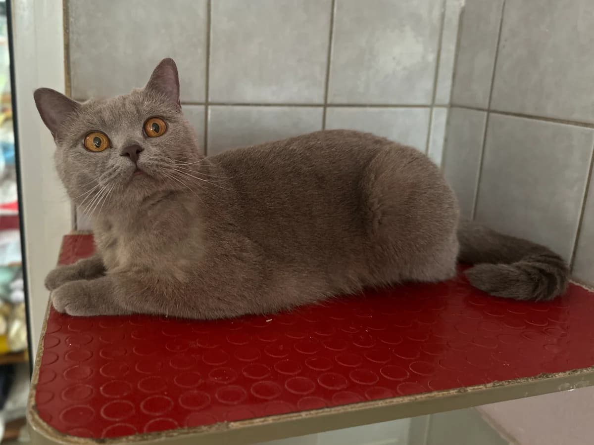 Lilli, female 4yo British Shorthair for adoption at BMT Tierheim Elisabethenhof