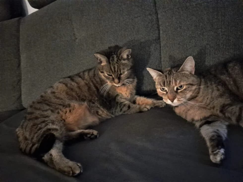 Frodo (zusammen mit Frieda), weiß male senior European Shorthair for adoption at BMT Tierheim Elisabethenhof