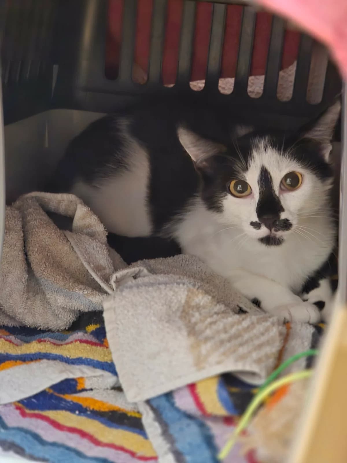 Charly, male young European Shorthair for adoption at BMT Tierheim Elisabethenhof