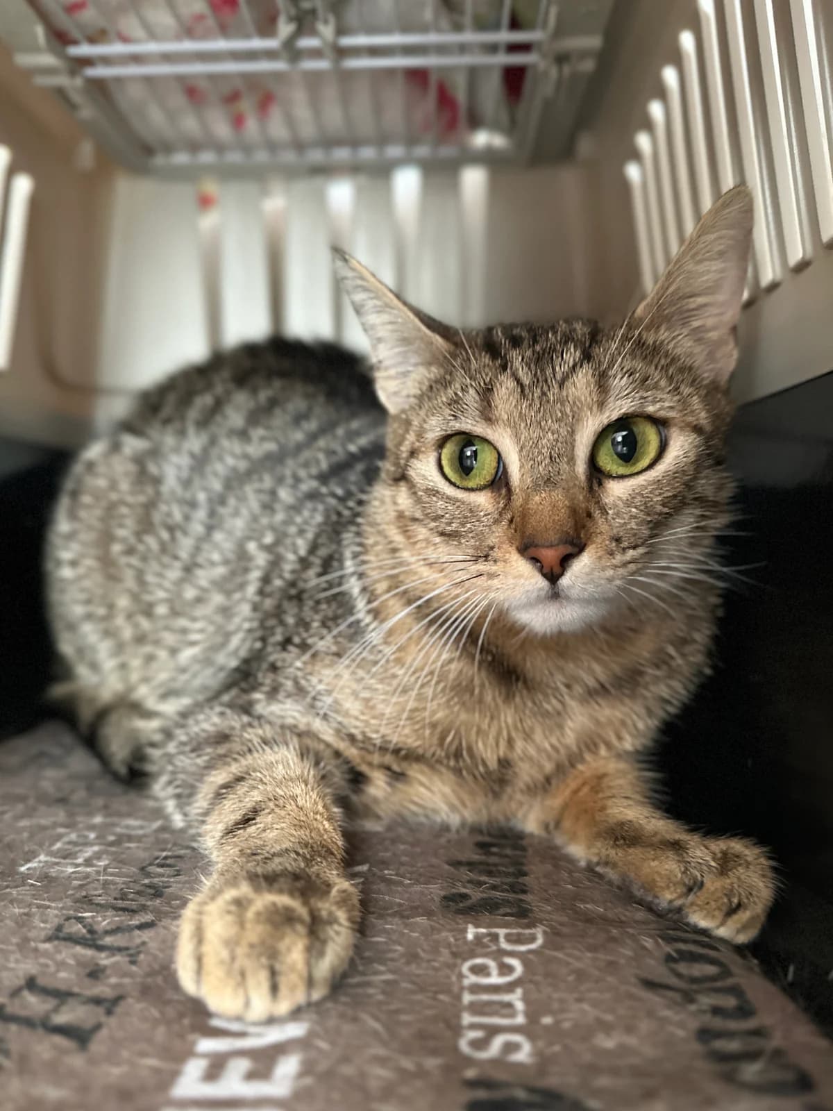 Liv, female young European Shorthair for adoption at BMT Tierheim Elisabethenhof