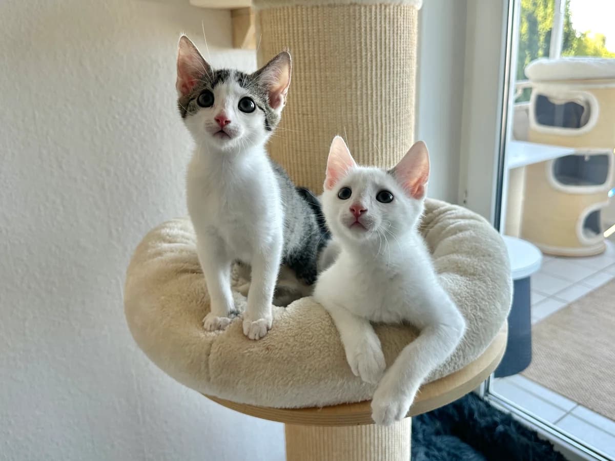 Kamali (zusammen mit Kiari), getigert male puppy European Shorthair for adoption at BMT Tierheim Elisabethenhof