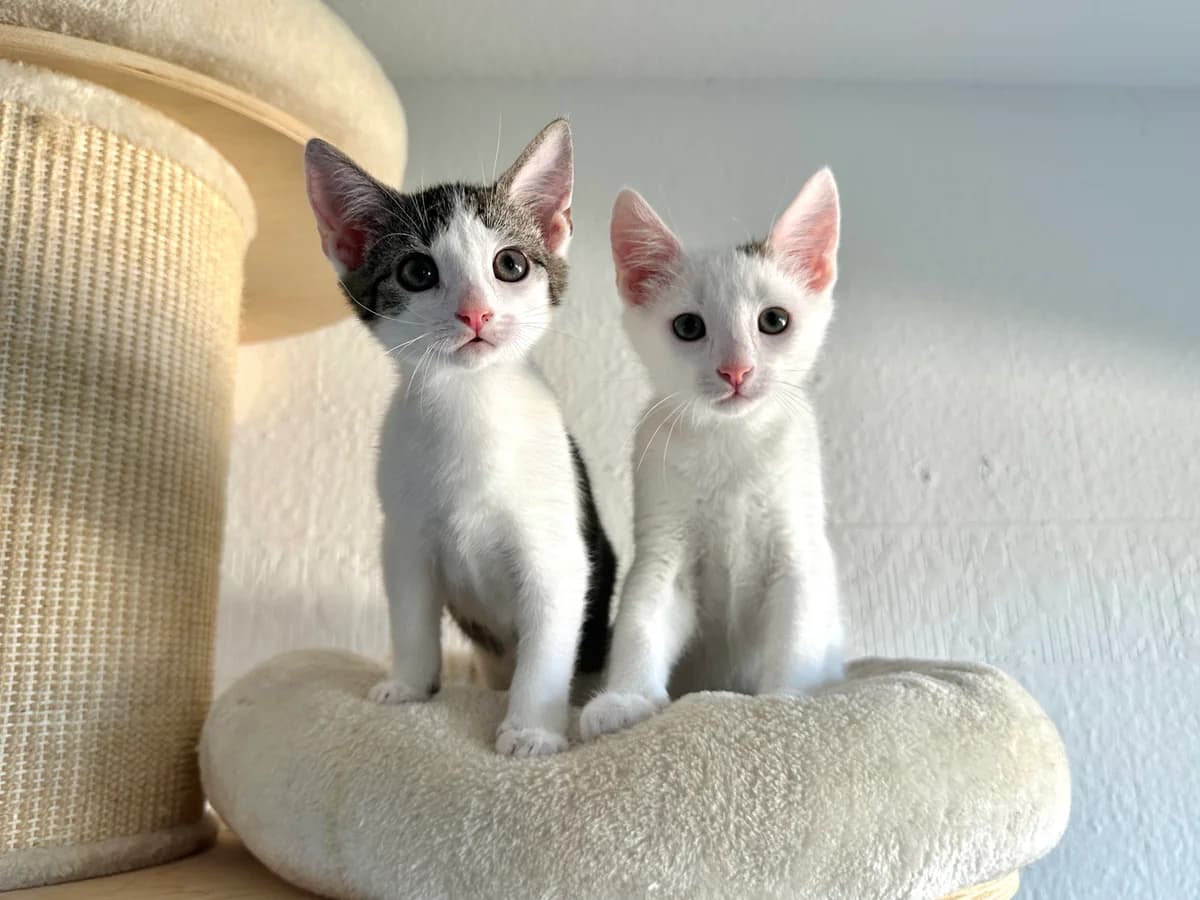 Kiari (zusammen mit Kamali), getigert female puppy European Shorthair for adoption at BMT Tierheim Elisabethenhof