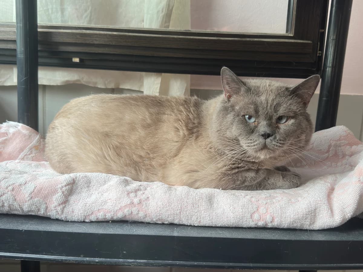 Koa (Einzelkater), male young British Shorthair for adoption at BMT Tierheim Elisabethenhof