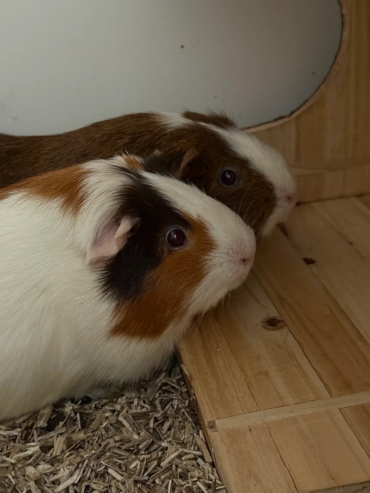Whisky (zusammen mit Fleur), male 3yo mixed breed for adoption at BMT Tierheim Elisabethenhof