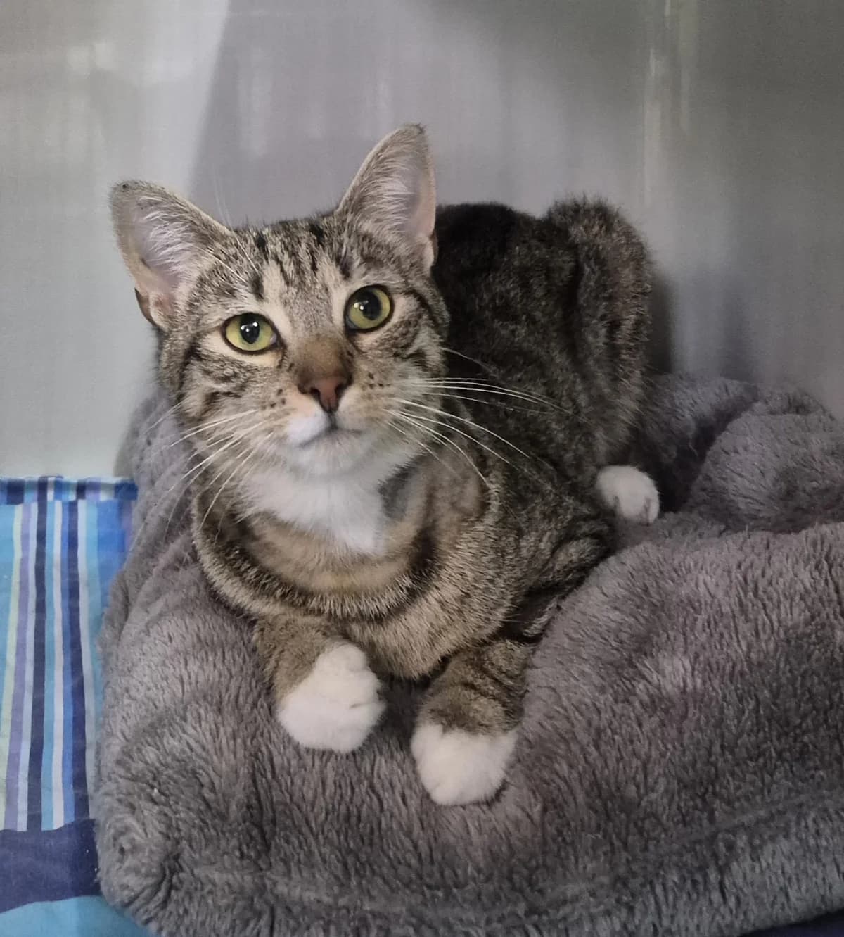 Lilo, female young European Shorthair for adoption at BMT Tierheim Elisabethenhof