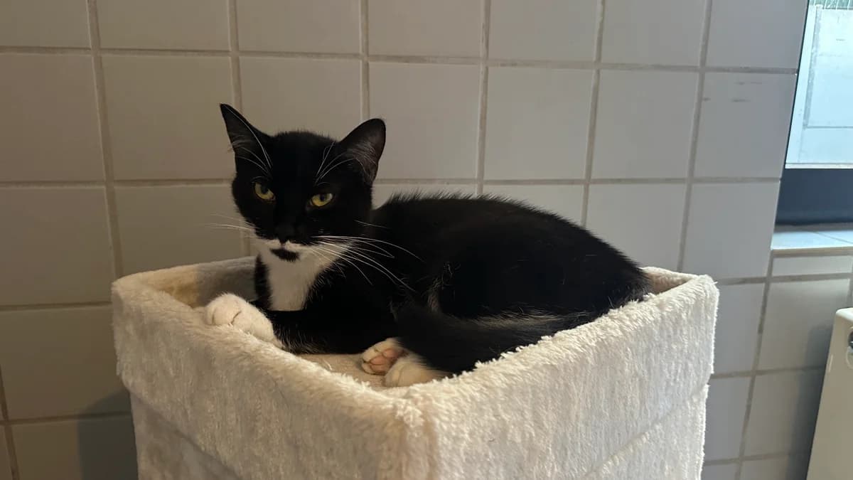Leila (Einzelkatze), female 4yo European Shorthair for adoption at BMT Tierheim Elisabethenhof