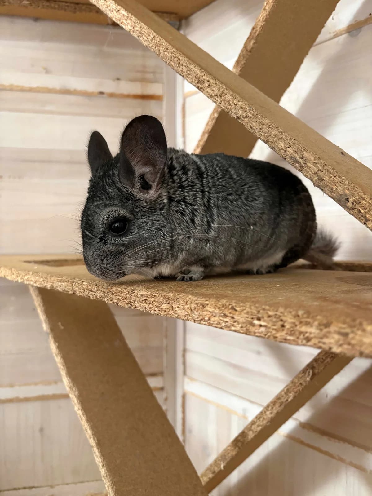 Tamia, female senior Chinchilla for adoption at BMT Tierheim Elisabethenhof