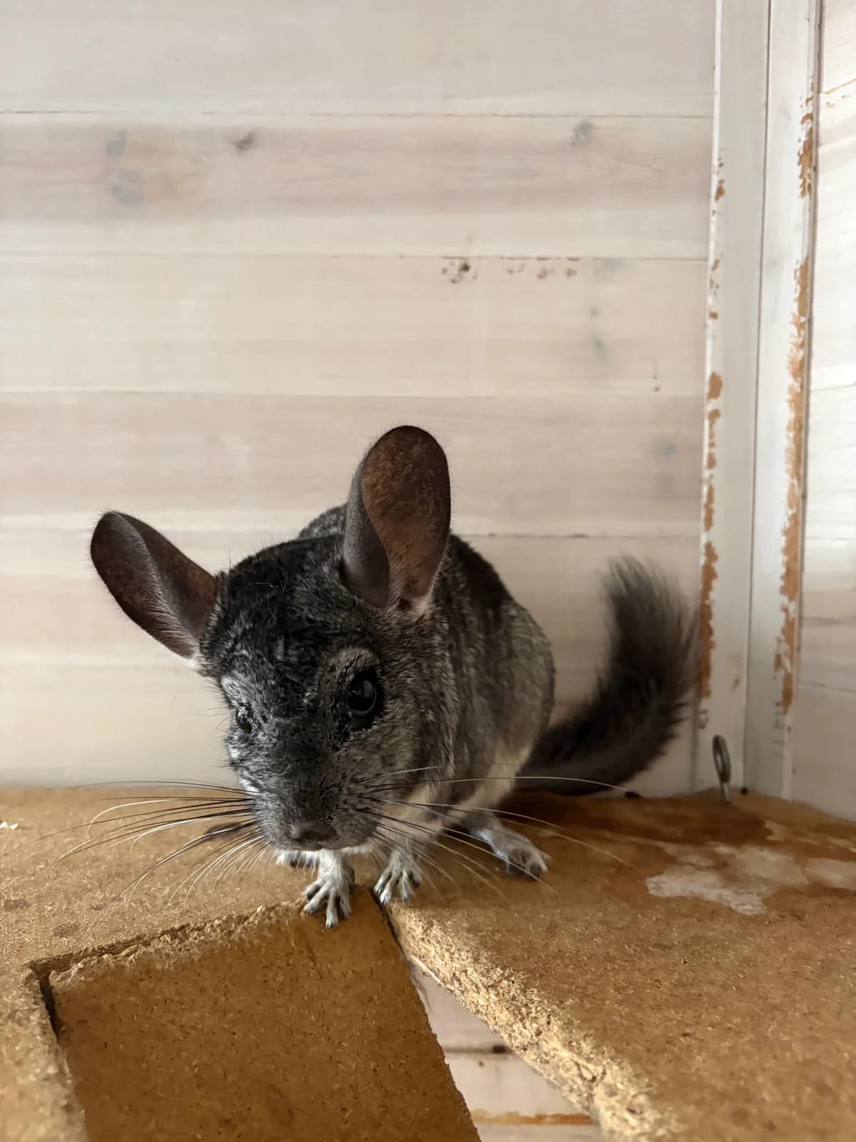 Kayara, female senior Chinchilla for adoption at BMT Tierheim Elisabethenhof