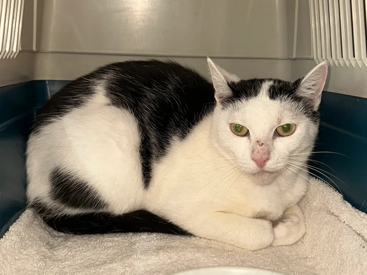 Kili, female 6yo European Shorthair for adoption at BMT Tierheim Elisabethenhof
